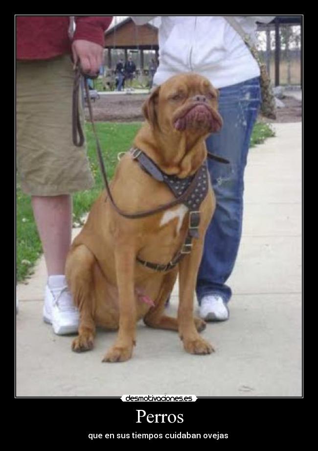 Perros - que en sus tiempos cuidaban ovejas