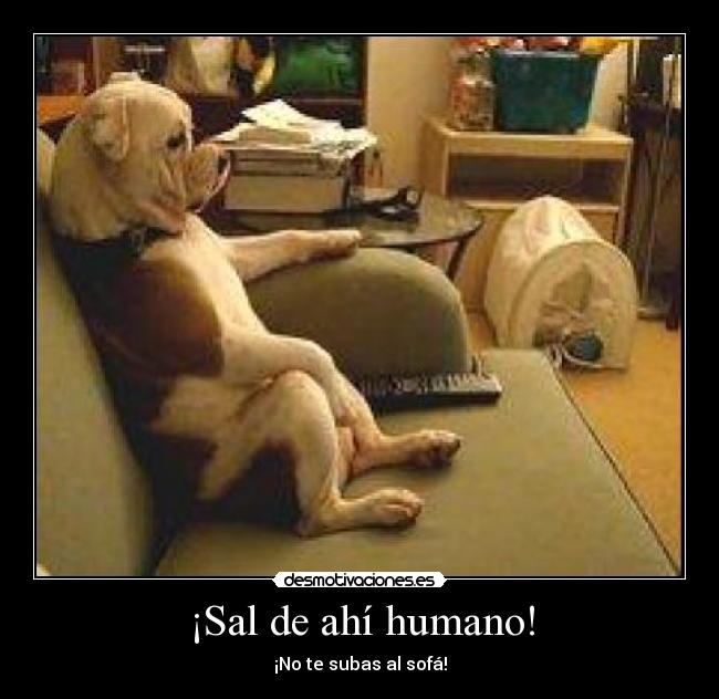 ¡Sal de ahí humano! - 