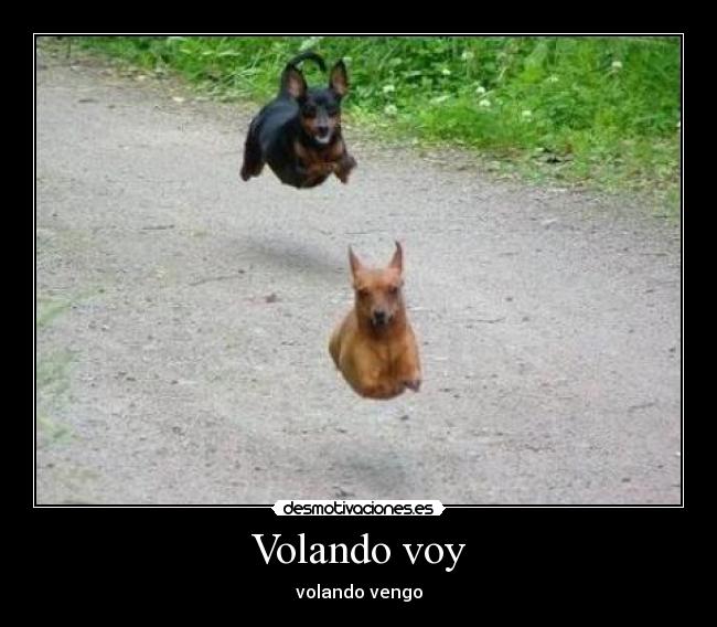 Volando voy - 