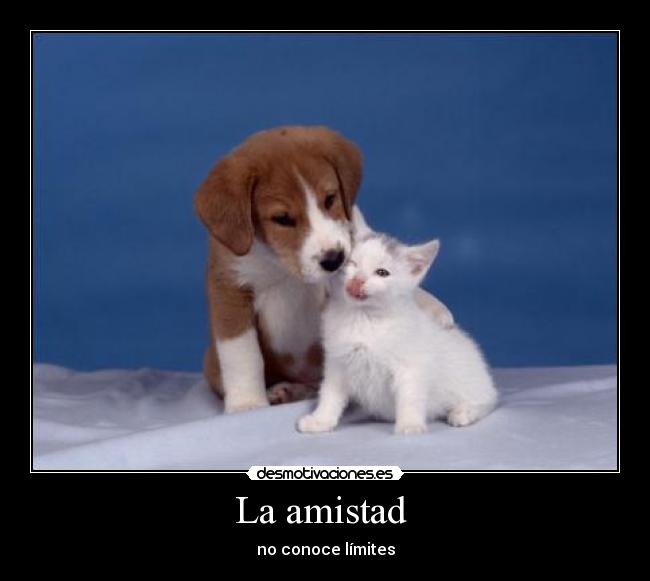 La amistad - no conoce límites