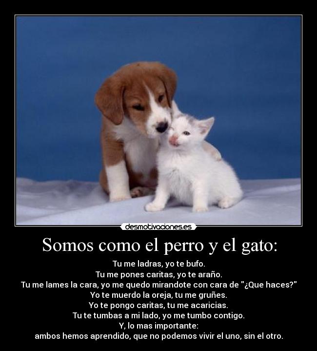 Somos como el perro y el gato: - 