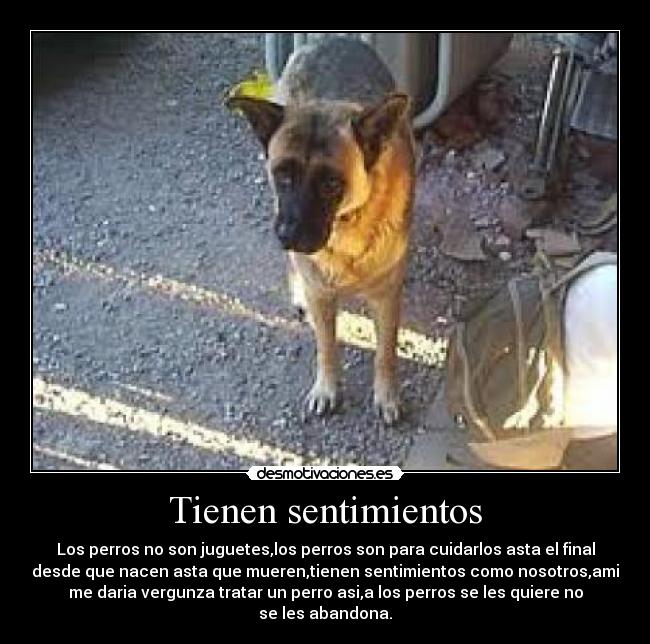 Tienen sentimientos - Los perros no son juguetes,los perros son para cuidarlos asta el final
desde que nacen asta que mueren,tienen sentimientos como nosotros,ami
me daria vergunza tratar un perro asi,a los perros se les quiere no
se les abandona.