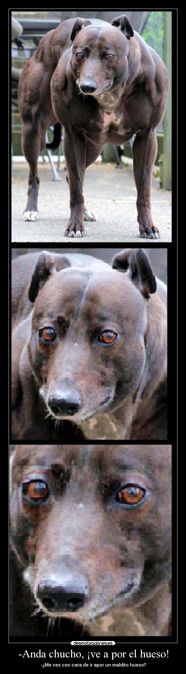 -Anda chucho, ¡ve a por el hueso! -