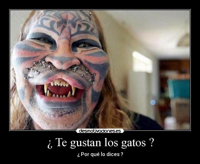 ¿ Te gustan los gatos ? - 