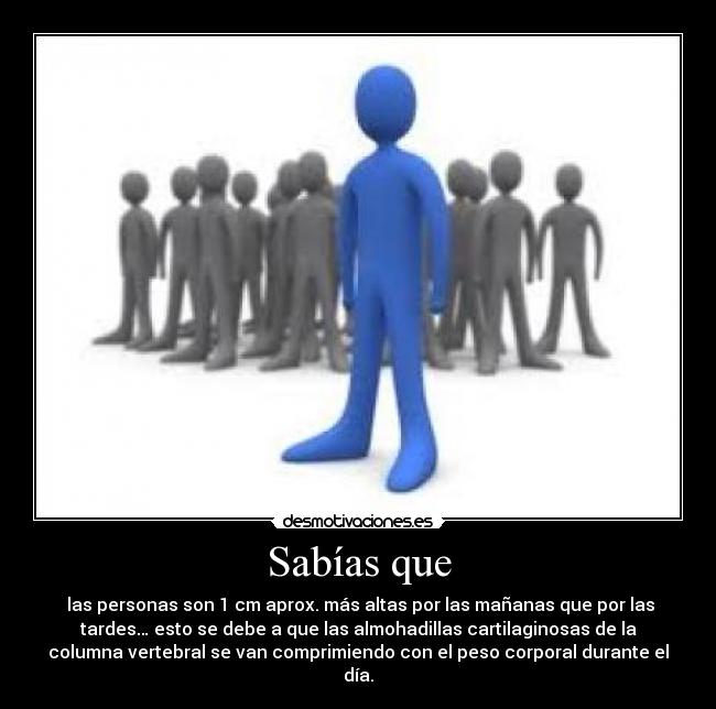Sabías que -  las personas son 1 cm aprox. más altas por las mañanas que por las
tardes… esto se debe a que las almohadillas cartilaginosas de la
columna vertebral se van comprimiendo con el peso corporal durante el
día.