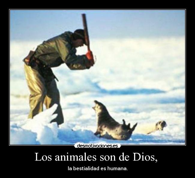Los animales son de Dios, - la bestialidad es humana.