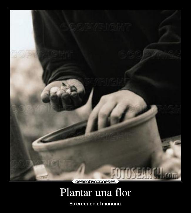 Plantar una flor - 