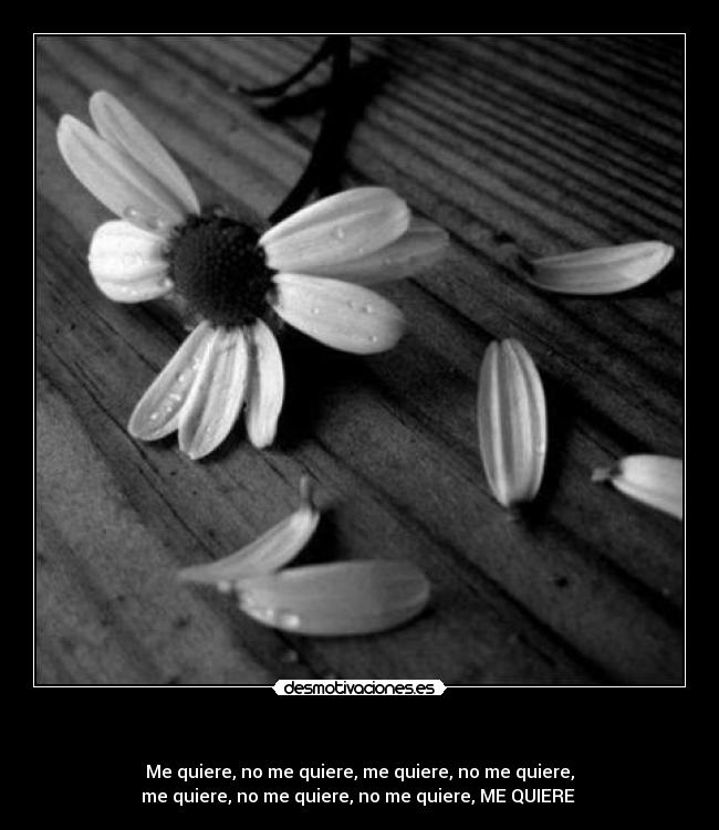   - Me quiere, no me quiere, me quiere, no me quiere,
me quiere, no me quiere, no me quiere, ME QUIERE 