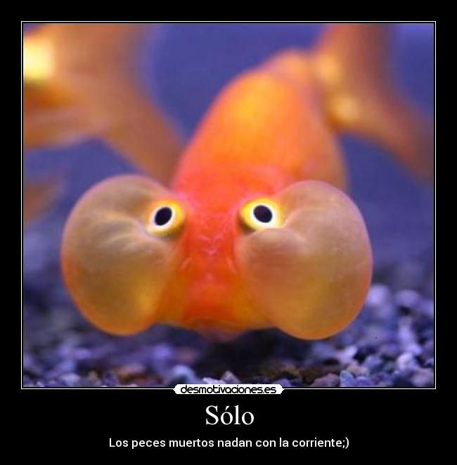 Sólo - Los peces muertos nadan con la corriente;)