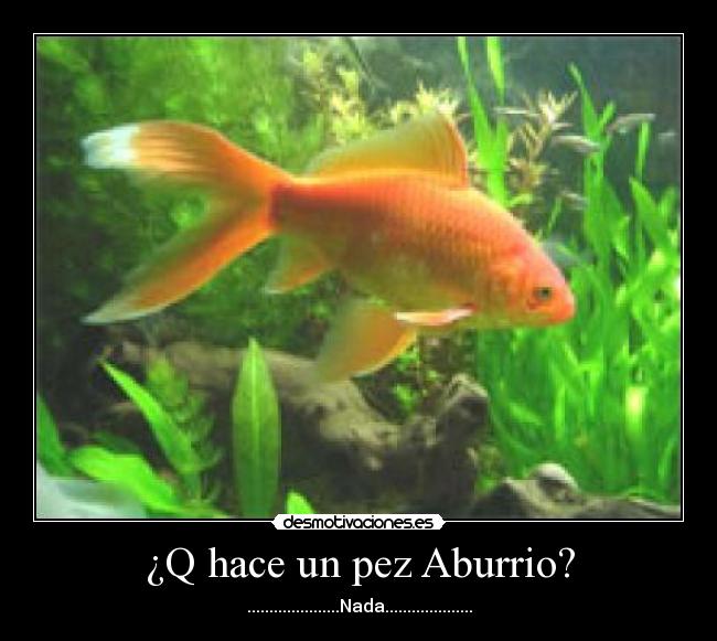 ¿Q hace un pez Aburrio? -