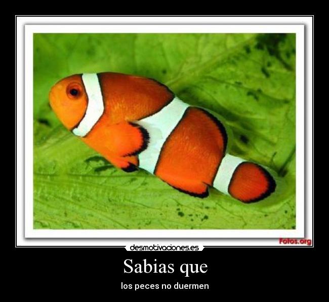 Sabias que - los peces no duermen