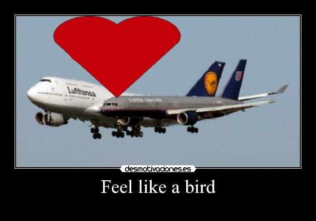 Feel like a bird -