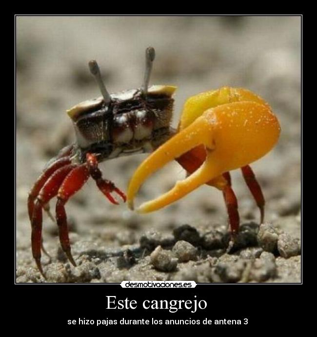 Este cangrejo -