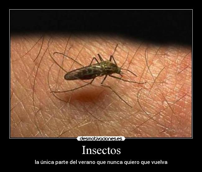 Insectos - la única parte del verano que nunca quiero que vuelva