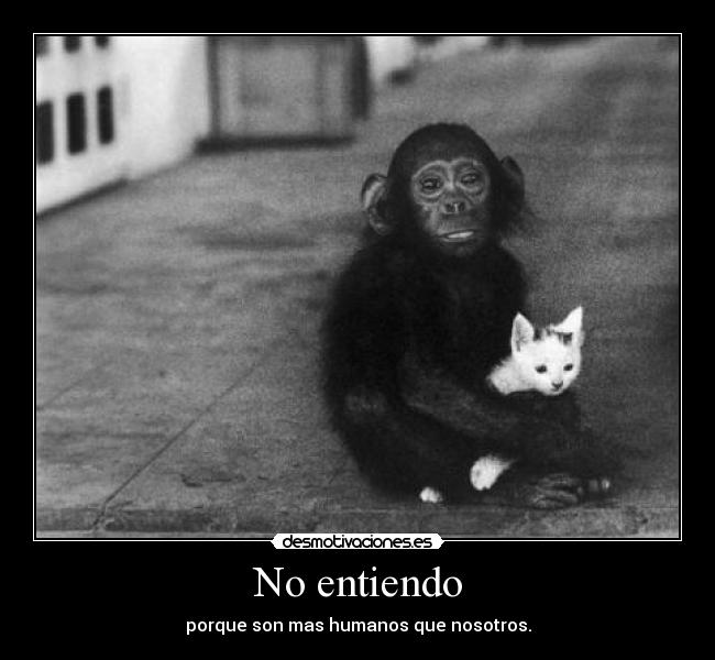 No entiendo - 