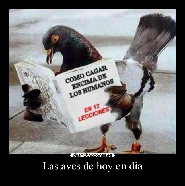 Las aves de hoy en dia -