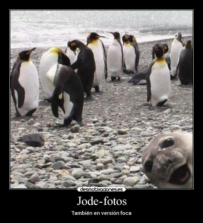 carteles foca pinguinos lol desmotivaciones