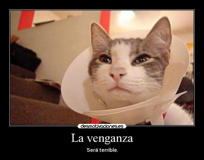 carteles gato desmotivaciones