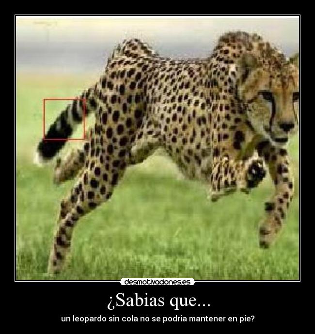 ¿Sabias que... -