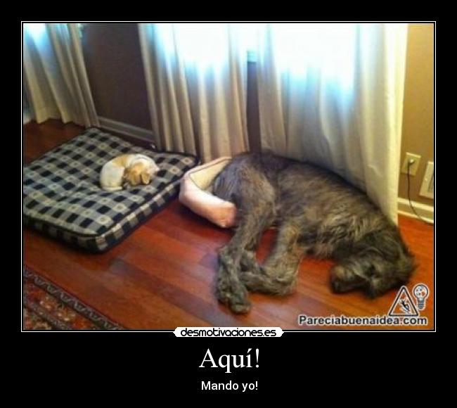 carteles perro cama grande pequeno dormir desmotivaciones