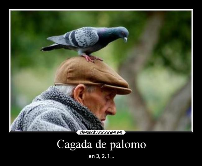 Cagada de palomo - en 3, 2, 1...