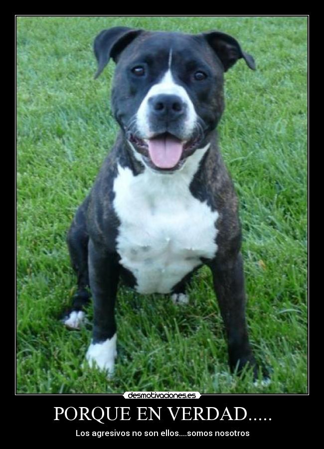 PORQUE EN VERDAD..... - Los agresivos no son ellos....somos nosotros