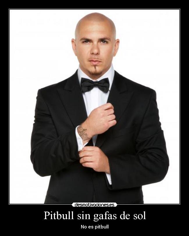 Pitbull sin gafas de sol - No es pitbull