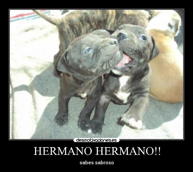 HERMANO HERMANO!! - 