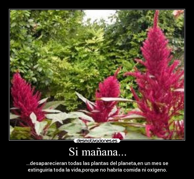 Si mañana... - ...desaparecieran todas las plantas del planeta,en un mes se
extinguiría toda la vida,porque no habría comida ni oxígeno.