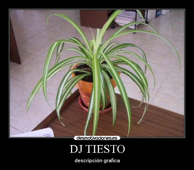 DJ TIESTO - 