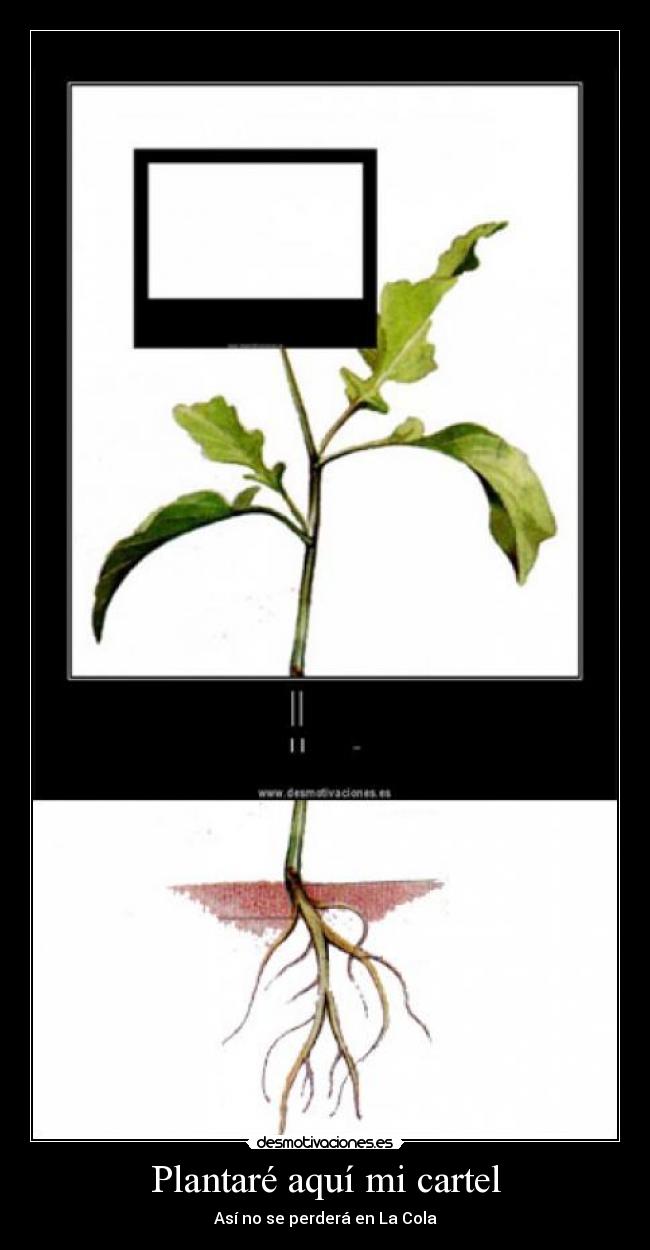 Plantaré aquí mi cartel -