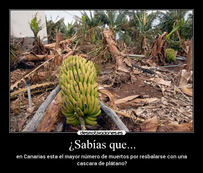 ¿Sabías que... - en Canarias esta el mayor número de muertos por resbalarse con una
cascara de plátano?