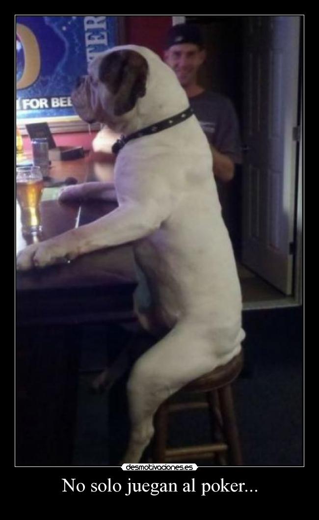 No solo juegan al poker... - 