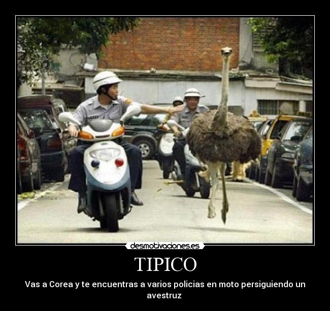 TIPICO - 