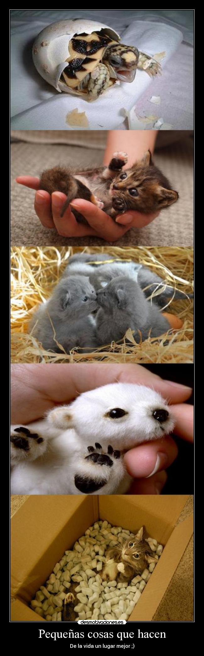 Pequeñas cosas que hacen - 