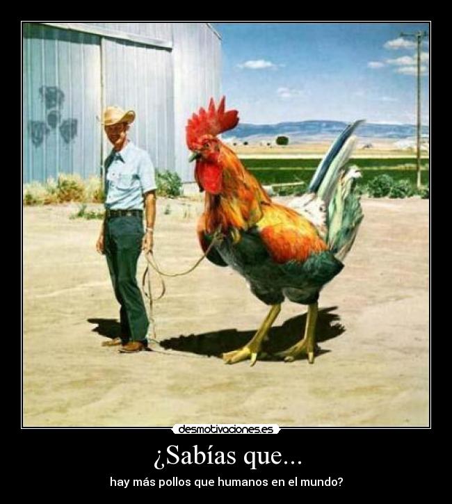 carteles pollo desmotivaciones