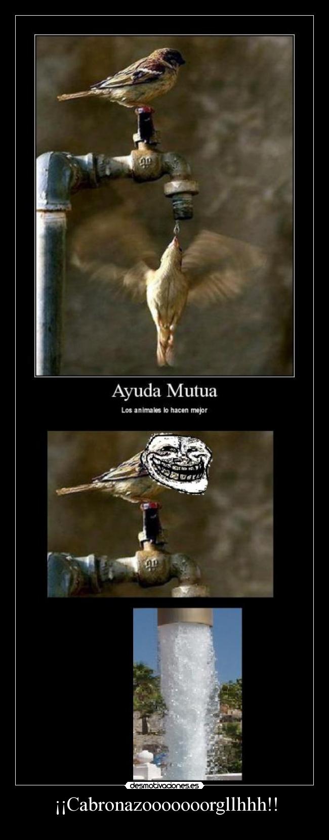 carteles animales desmotivaciones