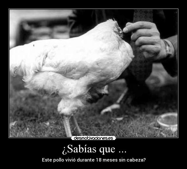 ¿Sabías que ... - Este pollo vivió durante 18 meses sin cabeza?