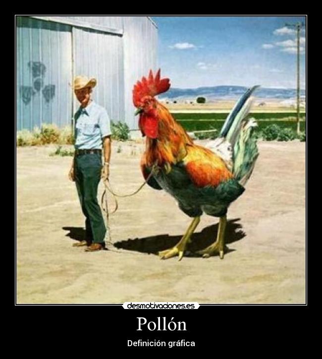 Pollón - 