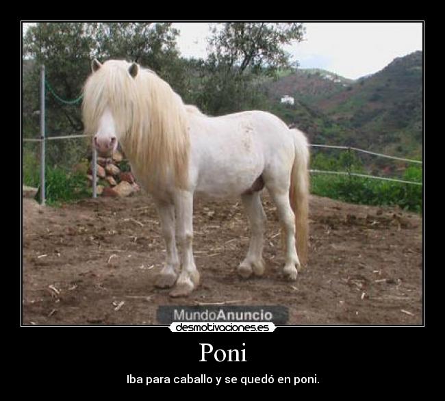 Poni - 