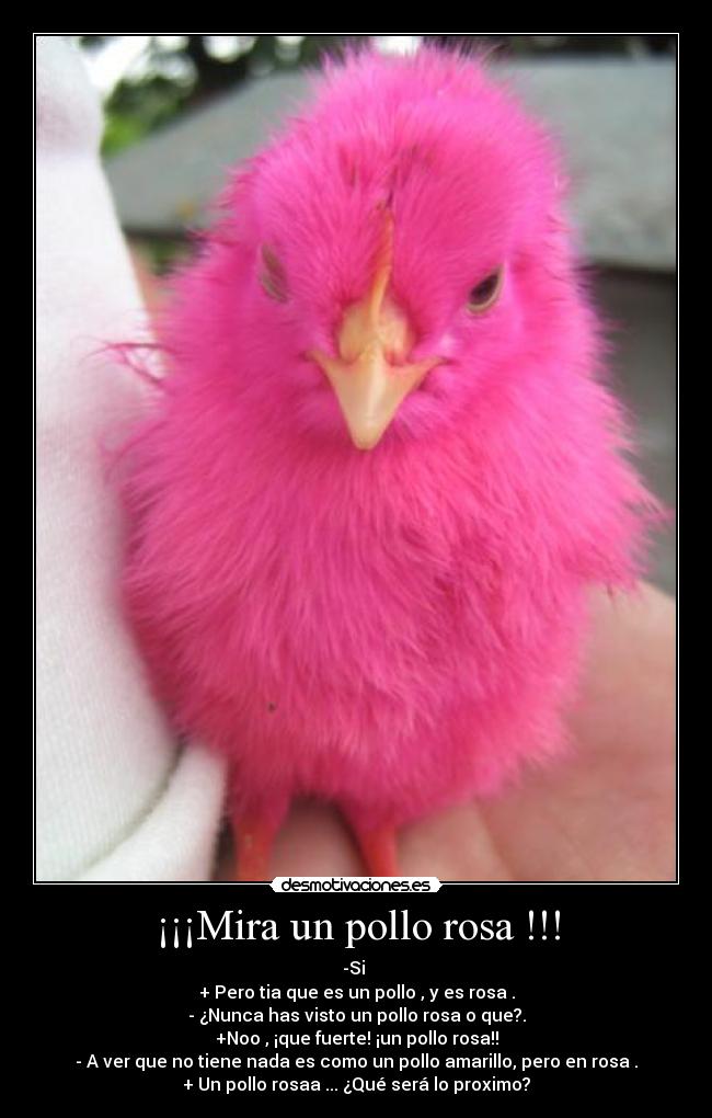 ¡¡¡Mira un pollo rosa !!! -