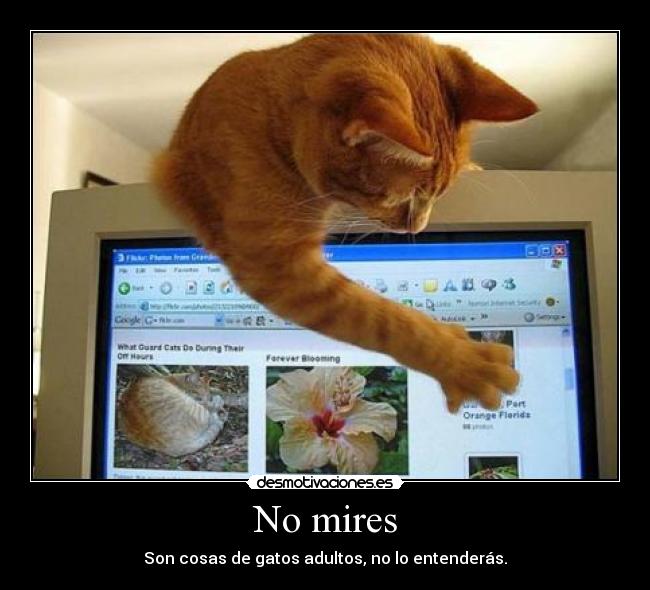 No mires - Son cosas de gatos adultos, no lo entenderás.
