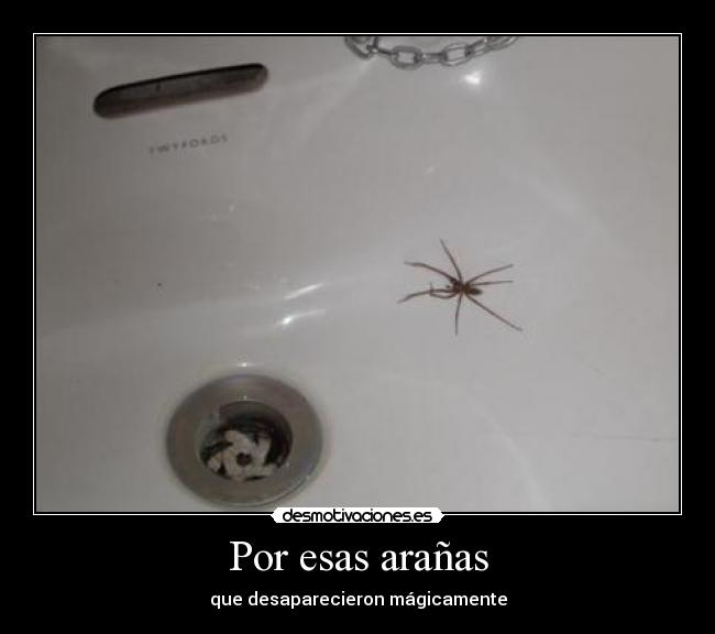 Por esas arañas -
