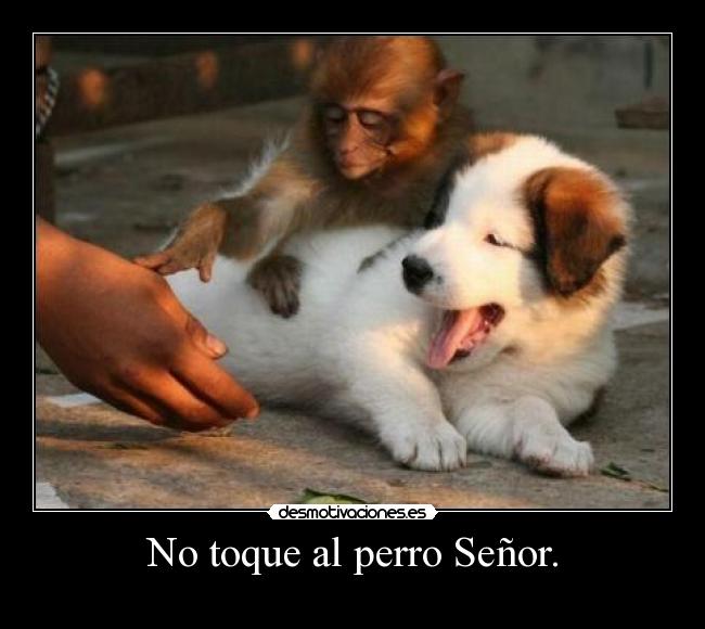 carteles perro mono desmotivaciones