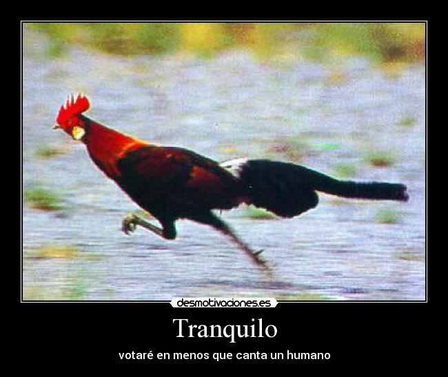 Tranquilo - votaré en menos que canta un humano
