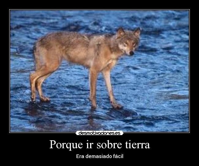 carteles perro volador camina sobre agua interesante poco habitual desmotivaciones