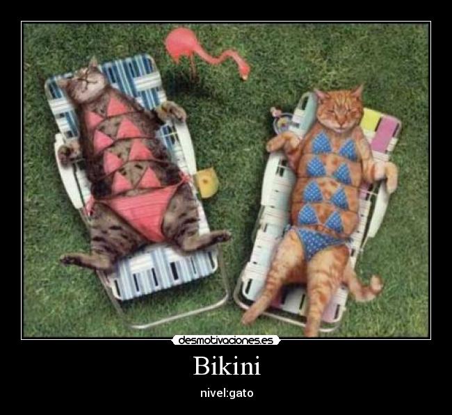Bikini - nivel:gato