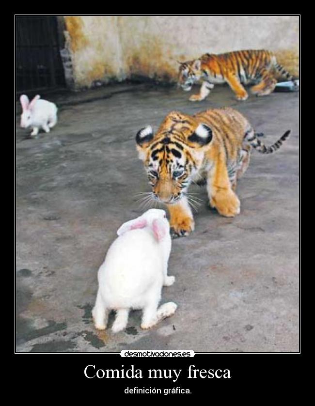 Comida muy fresca - definición gráfica.