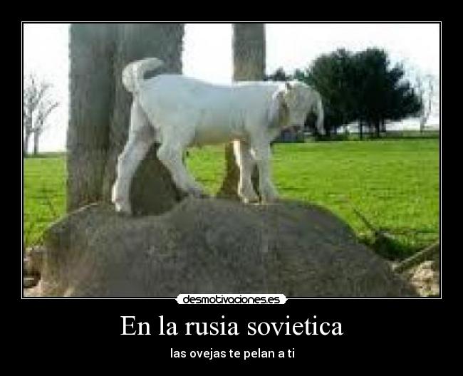 En la rusia sovietica - las ovejas te pelan a ti