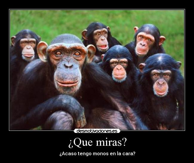 ¿Que miras? - 